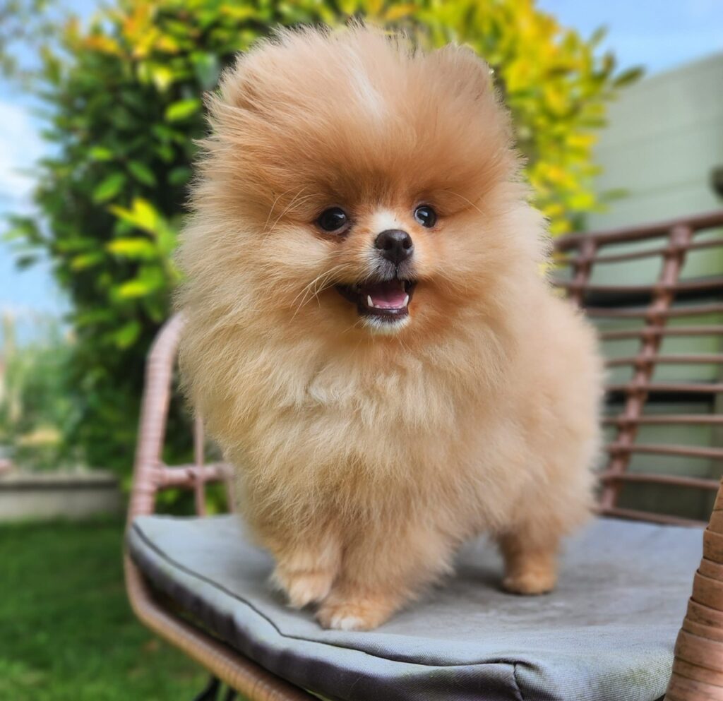 chiot à vendre f
