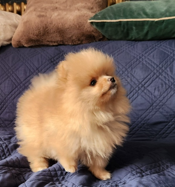 chiot a vendre regard en l'air