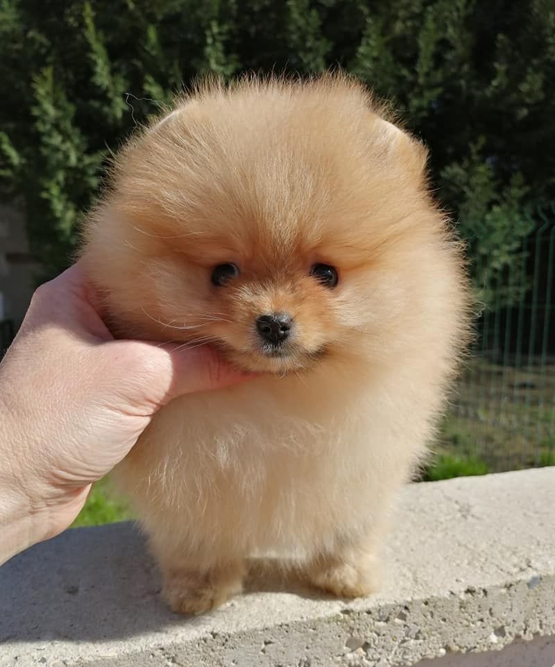 ptit tete et main